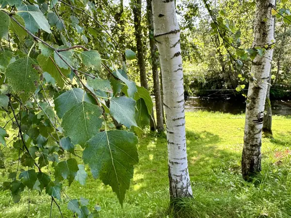 Güneşli bir çayırda yetişen taze yeşil yapraklı beyaz huş ağaçları.