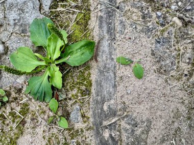 Yosun ve dokularla yaşlanmış kaldırımlardaki çatlaklarda yetişen yabani ot bitkisi.