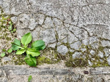 Yosun ve dokularla yaşlanmış kaldırımlardaki çatlaklarda yetişen yabani ot bitkisi.