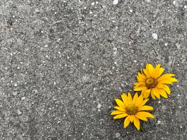 İki parlak sarı papatya çiçeği kaba gri bir taş yüzey zeminine yerleştirilmiş.
