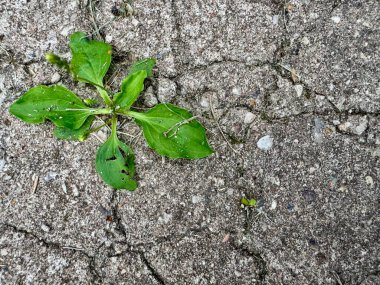 Eski beton kaldırımdaki çatlakların arasından filizlenen küçük yeşil ot bitkisi.