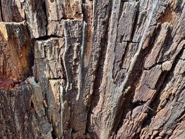  Ağaç kabuğu dokusunun yakın çekimi eşsiz doğal desenlerini ve engebeli organik yüzeyini sergiliyor.. 