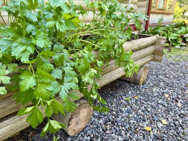 Kırsal bir ahşap bahçe yatağında bol bol yetişen, organik bitkiler yetiştiren,.