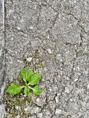 Yosun ve dokularla yaşlanmış kaldırımlardaki çatlaklarda yetişen yabani ot bitkisi.