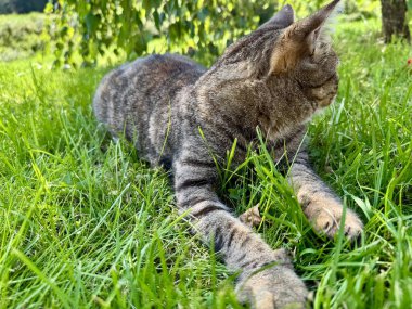 Evcil kedi, huş ağacının yumuşak gölgesinin altındaki yeşil çimenlerde rahatça dinleniyor.