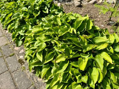 Taze yeşil hosta bitkileri gün ışığında bahçe yolunda büyüyor.