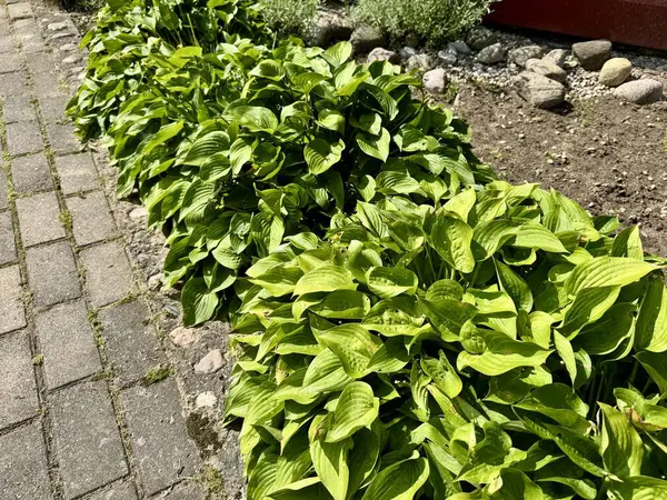 Taze yeşil hosta bitkileri gün ışığında bahçe yolunda büyüyor.