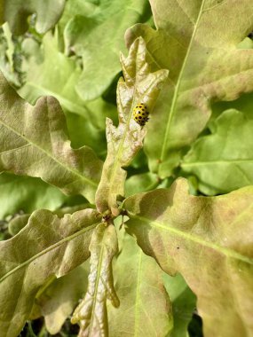 Yazın genç bir meşe ağacının taze yeşil yapraklarında oturan küçük sarı dişi böcek.