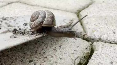 Salyangoz yakın kayalıklarda sürünüyor kirli bahçe küreğinin yanında