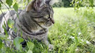 Ağaç dallarının altındaki yeşil çimlerde dinlenen sevimli gri tekir kedi.