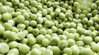Yeşil bezelyeler hareket halinde taze sebze hasadı sağlıklı gıda ve tarım konsepti