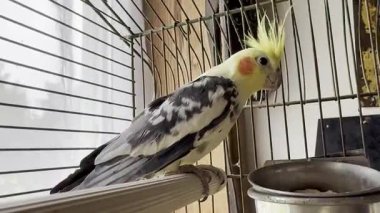 Evde bir kafeste otururken şarkı söyleyen renkli Corella papağanı.