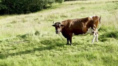 Kahverengi inek yaz kırsalında yeşil çimlerde otluyor.