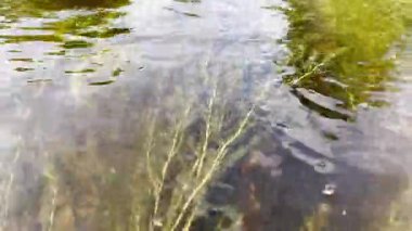 Su altında akan temiz nehirde büyüyen yeşil yosun bitkileri.