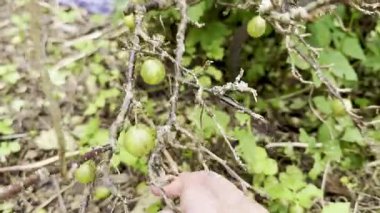 Taze yeşil bektaşi üzümleri yaz bahçesindeki çalılıklardan dikkatlice toplanıyor.