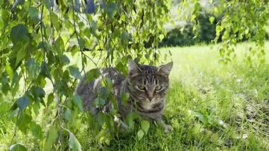 Ağaç dallarının altındaki yeşil çimlerde dinlenen sevimli gri tekir kedi.