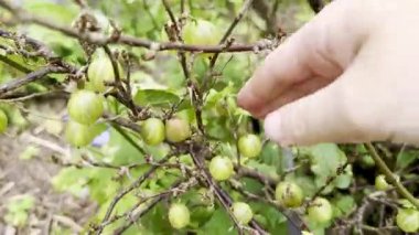 Taze yeşil bektaşi üzümleri yaz bahçesindeki çalılıklardan dikkatlice toplanıyor.