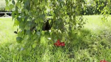 Ağaç dallarının altındaki yeşil çimlerde dinlenen sevimli gri tekir kedi.