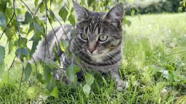 Ağaç dallarının altındaki yeşil çimlerde dinlenen sevimli gri tekir kedi.