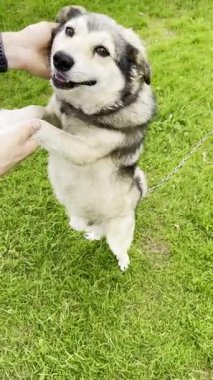 Zincirlenmiş mutlu köpek, arka ayaklarının üzerinde duruyor, dışarıda yeşil çimlerin üzerinde keyif çatıyor.