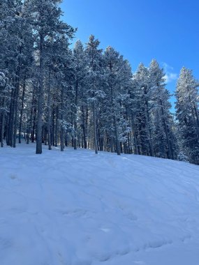 Snowy Mountains and Forest Trees clipart