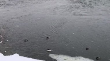 Kazakistan 'ın Ust Kamenogorsk kentindeki Irtysh Nehri' nde yiyecek arayan vahşi ördekler.