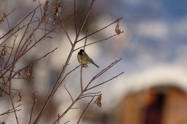 Doğu Kazakistan 'da kışın bir dağda bir meme faresi bir dalda oturur.