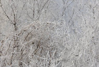Kış mevsiminde Kazakistan 'ın Ust Kamenogorsk şehrinde bir meme faresi bir ağacın dalında donla kaplıdır.