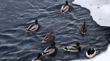 Şubat ayında Ust Kamenogorsk, Doğu Kazakistan 'daki Irtysh Nehri kıyısında yiyecek arayan aç bir ördek sürüsü.