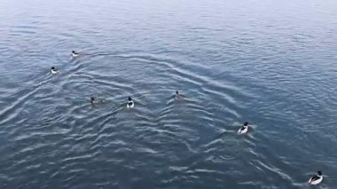 Şubat ayında Ust Kamenogorsk, Doğu Kazakistan 'daki Irtysh Nehri kıyısında yiyecek arayan aç bir ördek sürüsü.