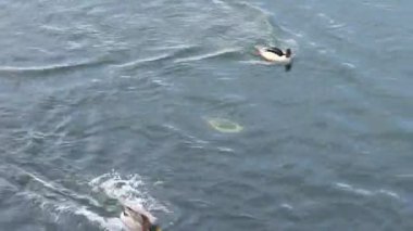 Şubat ayında Ust Kamenogorsk, Doğu Kazakistan 'daki Irtysh Nehri kıyısında yiyecek arayan aç bir ördek sürüsü.