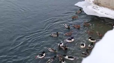 Şubat ayında Ust Kamenogorsk, Doğu Kazakistan 'daki Irtysh Nehri kıyısında yiyecek arayan aç bir ördek sürüsü.