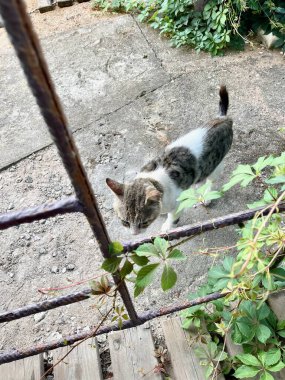 Yalnız, aç sokak kedisi yiyecek aramak için dolaşıyor ve mutsuz gözleri olan misafirler için yalvarıyor.
