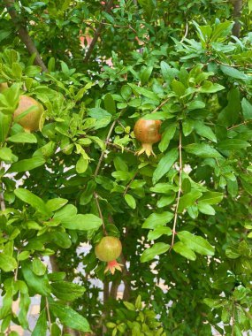   Kazakistan 'da egzotik doğu meyveleri olan bir bahçe, lezzetli hasatını verir.
