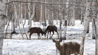 Ust-Kamenogorsk, Doğu Kazakistan 03.22.2025: Doğu Kazakistan 'daki Ust-Kamenogorsk şehrinde eriyen karın ortasında bir geyik sürüsü açık havada yürüyor