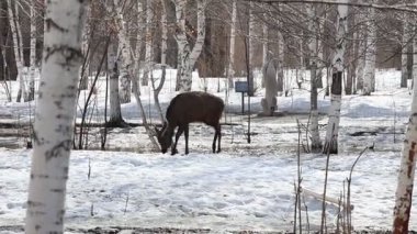 Ust-Kamenogorsk, Doğu Kazakistan 03.22.2025: Doğu Kazakistan 'daki Ust-Kamenogorsk şehrinde eriyen karın ortasında bir geyik sürüsü açık havada yürüyor