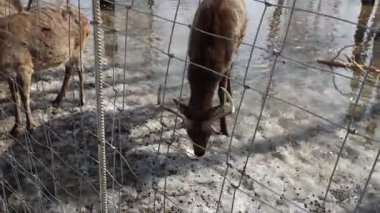 Ust-Kamenogorsk, Doğu Kazakistan 03.22.2025: Doğu Kazakistan 'daki Ust-Kamenogorsk şehrinde eriyen karın ortasında bir geyik sürüsü açık havada yürüyor