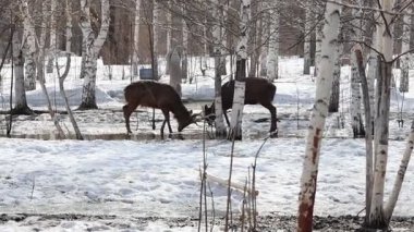 Ust-Kamenogorsk, Doğu Kazakistan 03.22.2025: Doğu Kazakistan 'daki Ust-Kamenogorsk şehrinde eriyen karın ortasında bir geyik sürüsü açık havada yürüyor