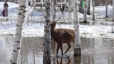 Ust-Kamenogorsk, Doğu Kazakistan 03.22.2025: Doğu Kazakistan 'daki Ust-Kamenogorsk şehrinde eriyen karın ortasında bir geyik sürüsü açık havada yürüyor