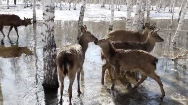 Ust-Kamenogorsk, Doğu Kazakistan 03.22.2025: Doğu Kazakistan 'daki Ust-Kamenogorsk şehrinde eriyen karın ortasında bir geyik sürüsü açık havada yürüyor