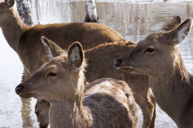 Bir bahar parkında, eriyen karlar ve ağaçların arasında yiyecek arayan vahşi bir geyik yavrusu.