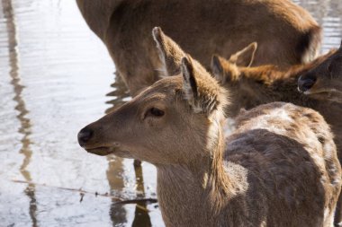 Bir bahar parkında, eriyen karlar ve ağaçların arasında yiyecek arayan vahşi bir geyik yavrusu.