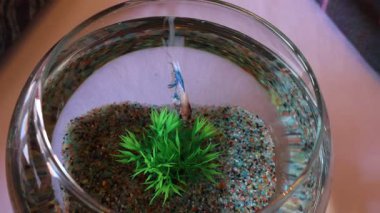 Küçük renkli bir balık akvaryumunda, bitki ve kayaların arasında yiyecek arıyor.