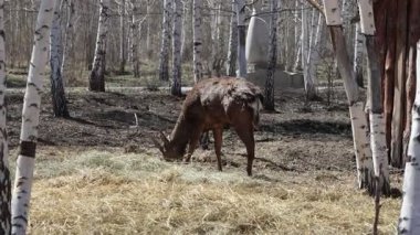 Vahşi bir erkek geyik, Doğu Kazakistan 'da baharda bir parkta ot çiğniyor.