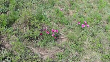 Doğu Kazakistan dağlarında nadir bulunan yabani dağ çiçekleri.