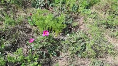 Doğu Kazakistan dağlarında nadir bulunan yabani dağ çiçekleri.