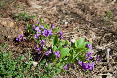 Doğu Kazakistan dağlarında menekşe çiçekleri