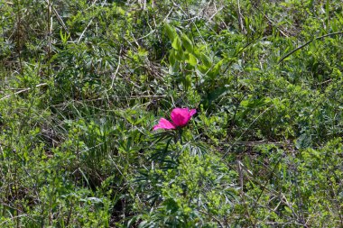 Doğu Kazakistan dağlarında nadir bulunan çiçekler 