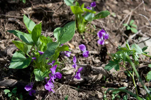 Doğu Kazakistan dağlarında menekşe çiçekleri