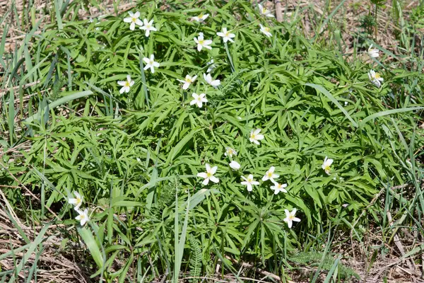 Doğu Kazakistan dağlarında beyaz çiçekler